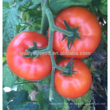 Semillas de tomate híbrido rojo T53 Dabao de madurez media-tardía